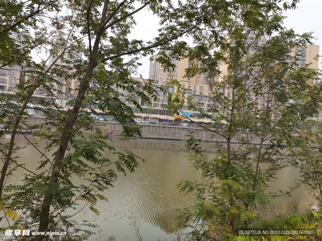 河畔绿树掩映下的城市景观
