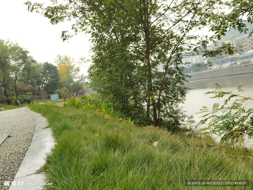 河边小径旁的绿植景观
