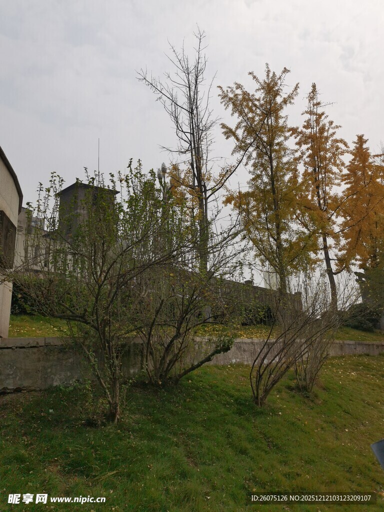 秋日户外草地与树木景观