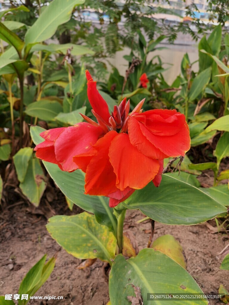 娇艳红美人蕉绽放