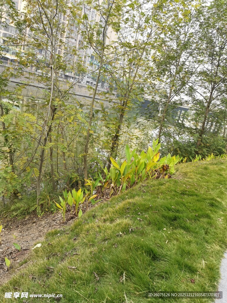 春日林间草地绿植景观