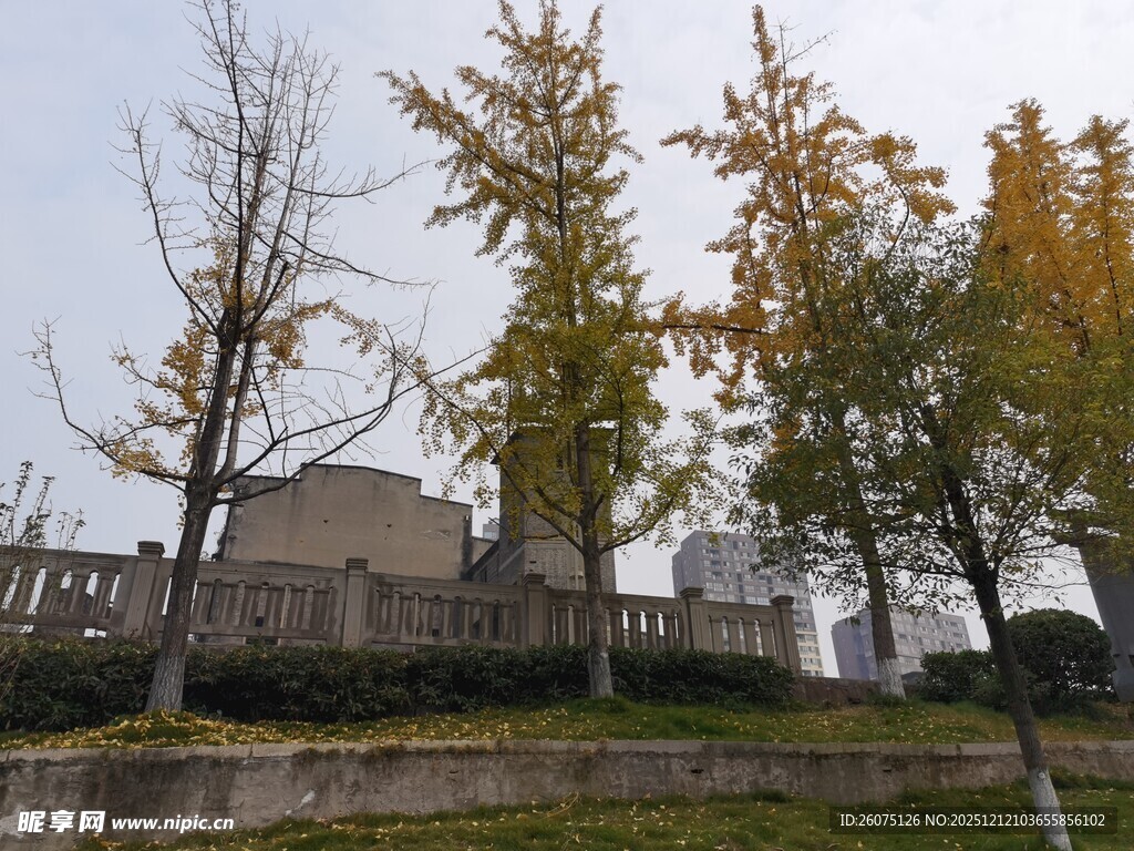 秋日城市中的树木与建筑