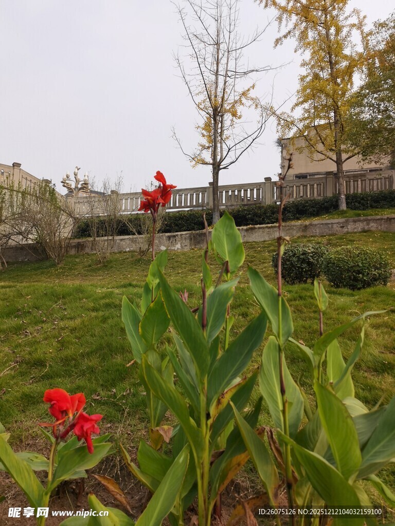 户外绿植旁的红色花卉景观