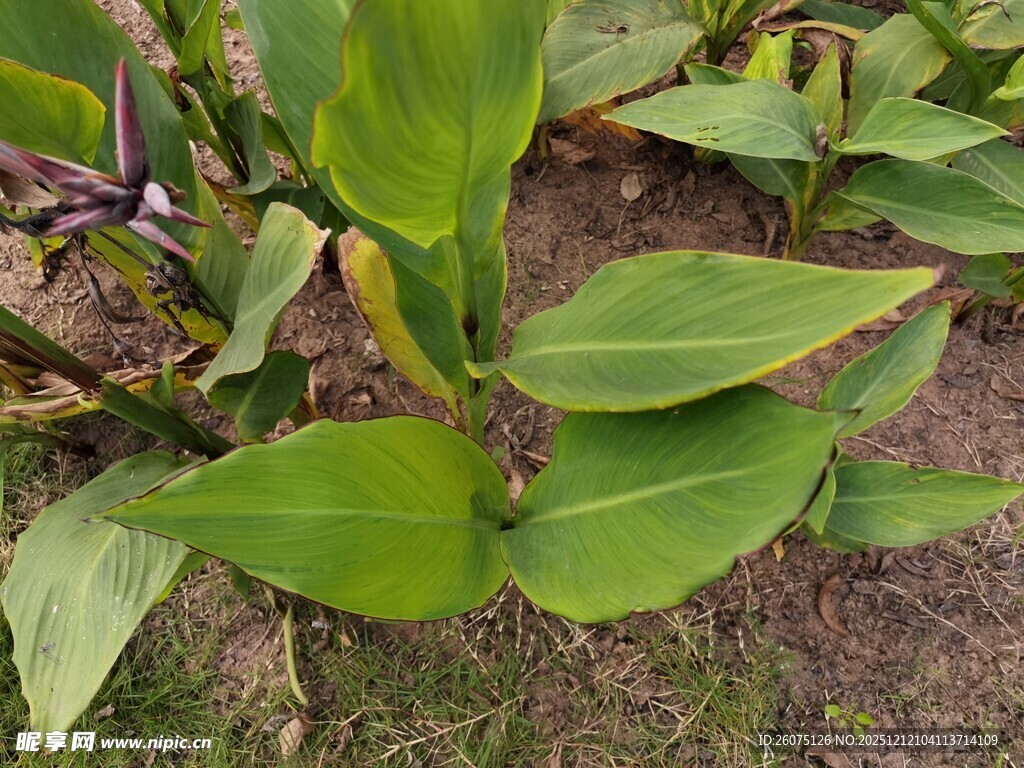 翠绿宽大叶片的植物