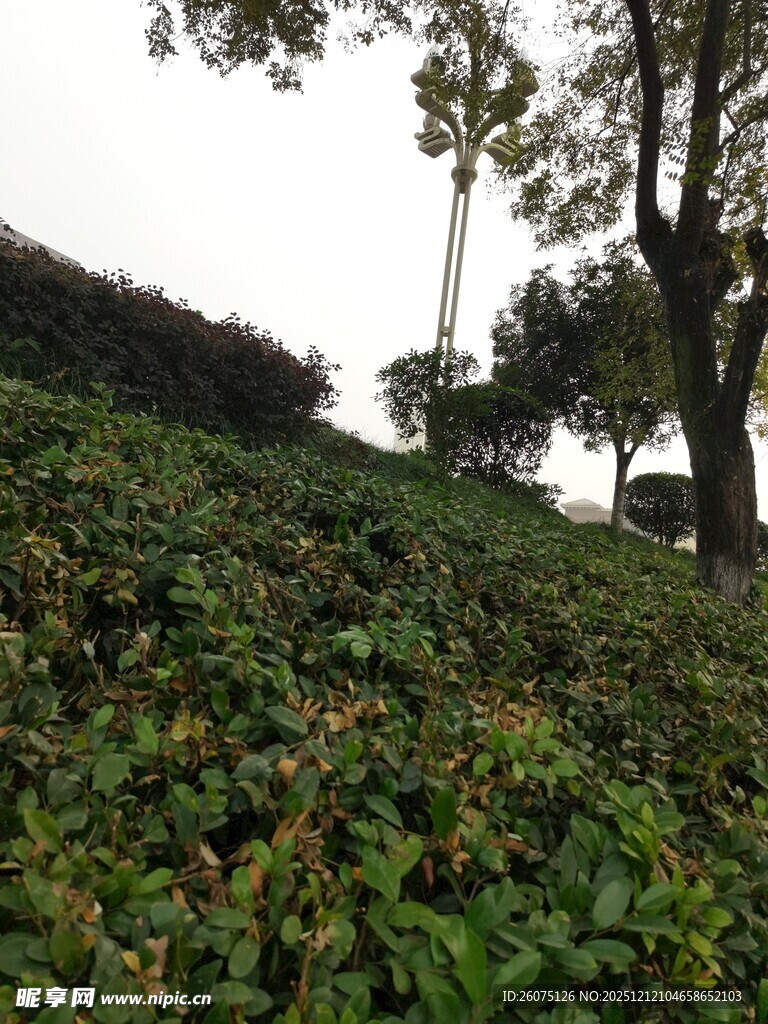 山坡上的繁茂绿植景观