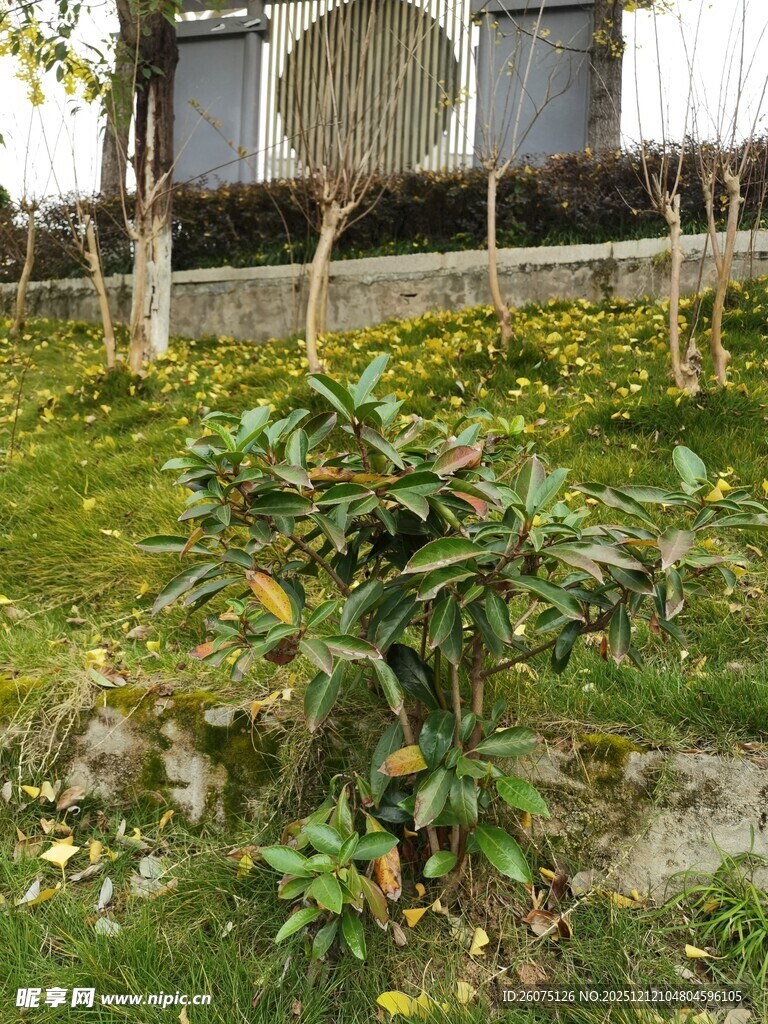 庭院绿植景观一角