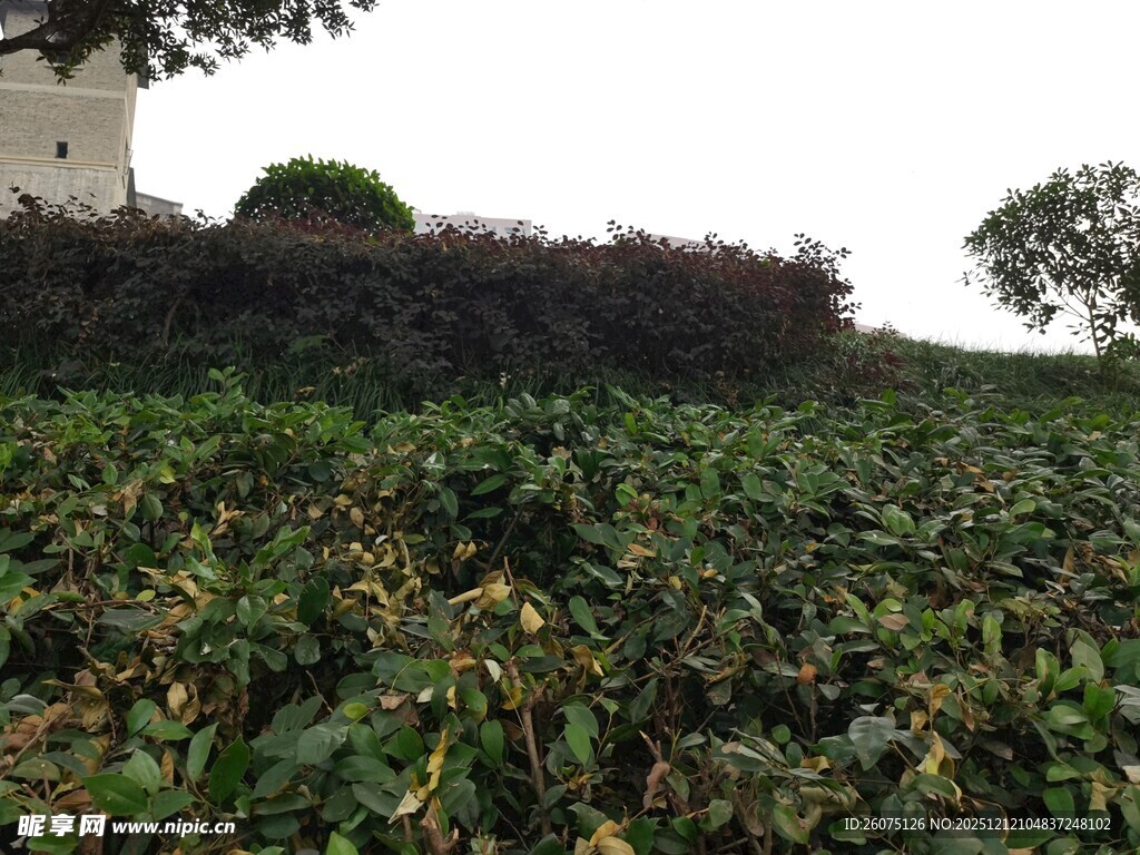 绿意盎然的茶园风光