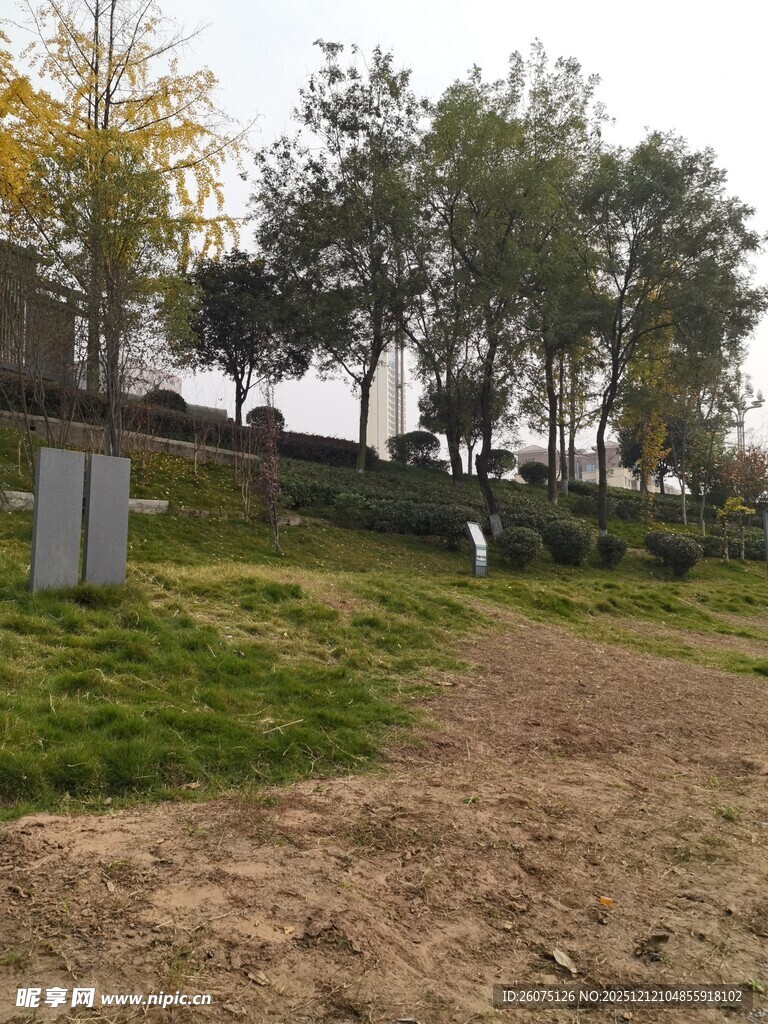 户外草地旁的树木与设施