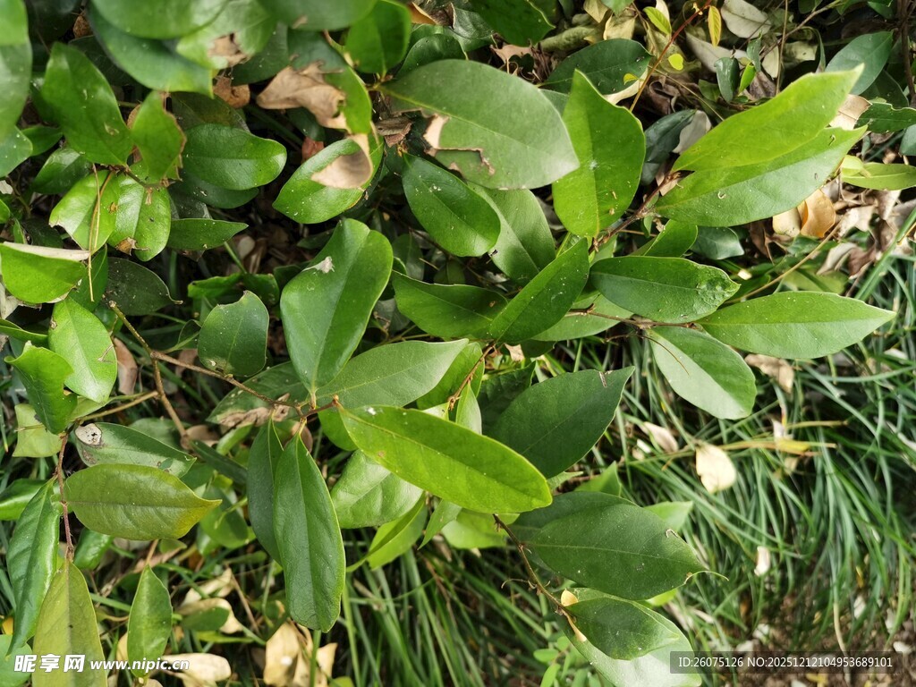 绿叶繁茂的植物景观