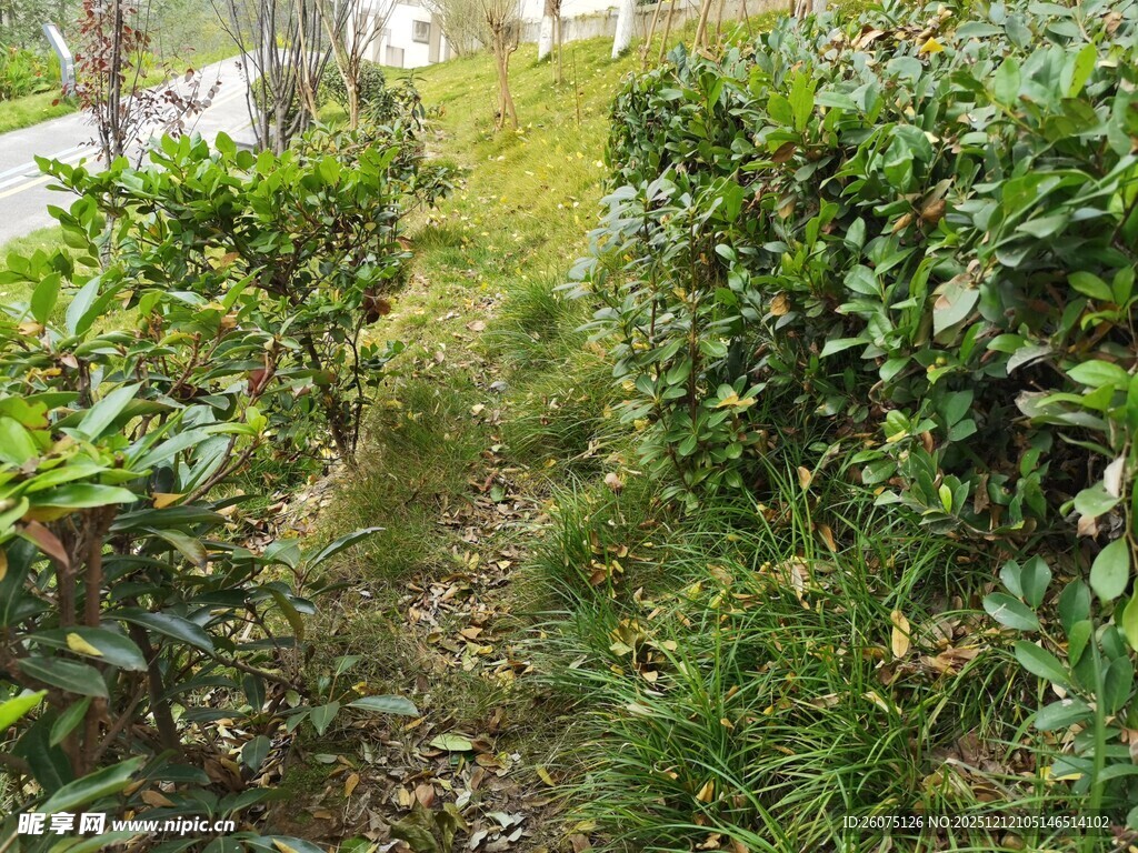 绿意盎然的灌木丛小径