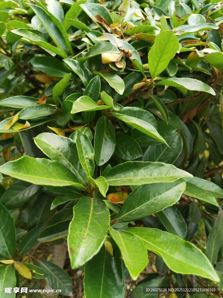 绿叶繁茂的植物景观