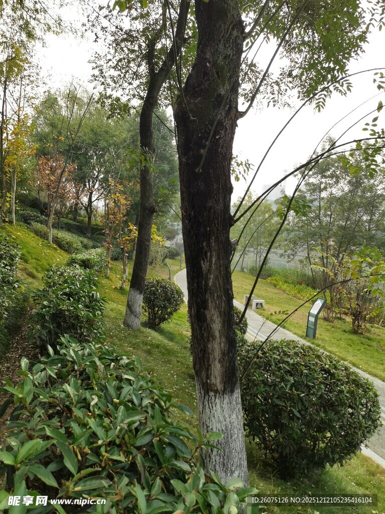 公园绿意盎然的树木景观