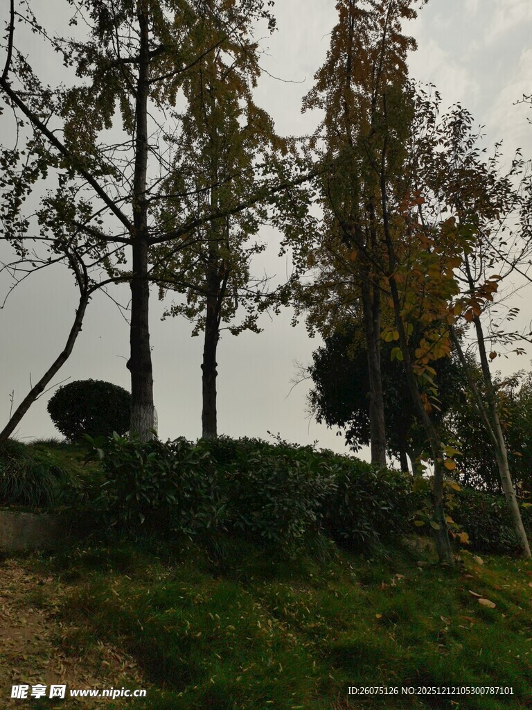 户外树林草地风景图