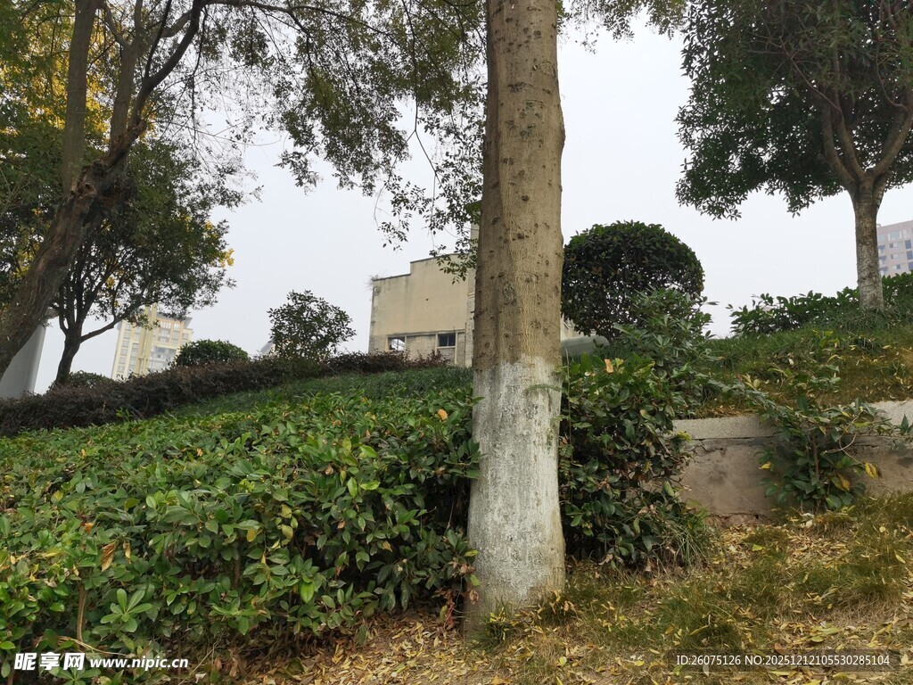 户外绿树灌木丛景观