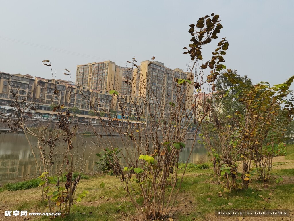 河畔城市景观绿植相伴