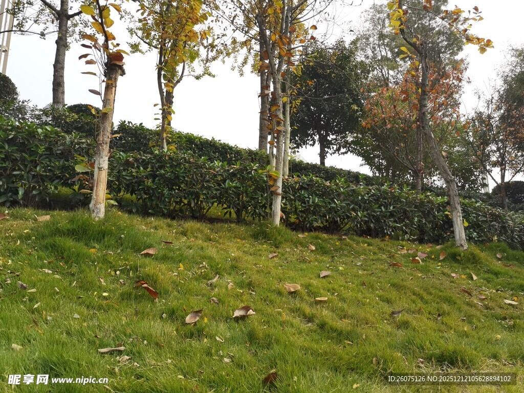 秋日山坡绿植景观