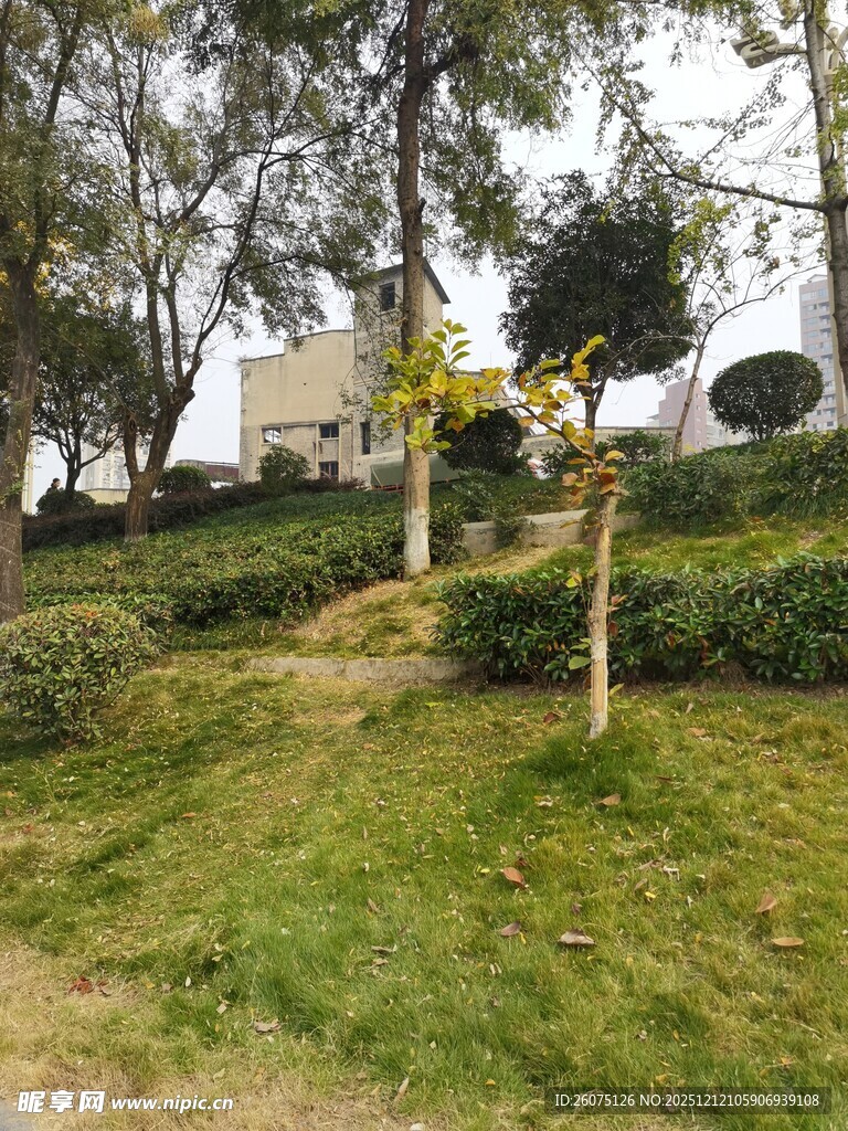 绿意盎然的园林景观