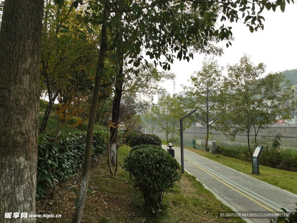 林荫小道旁的绿植景观