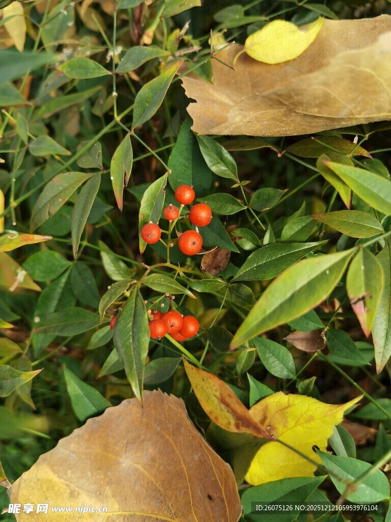 绿叶间的红果与黄叶