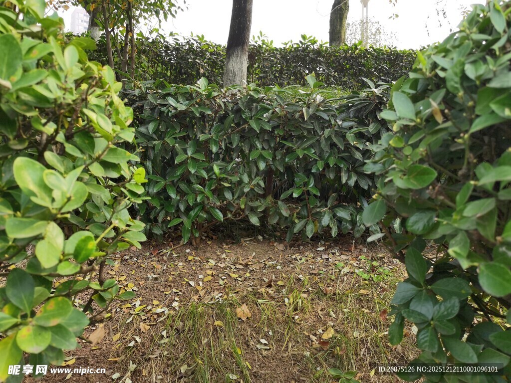 绿意盎然的灌木景观