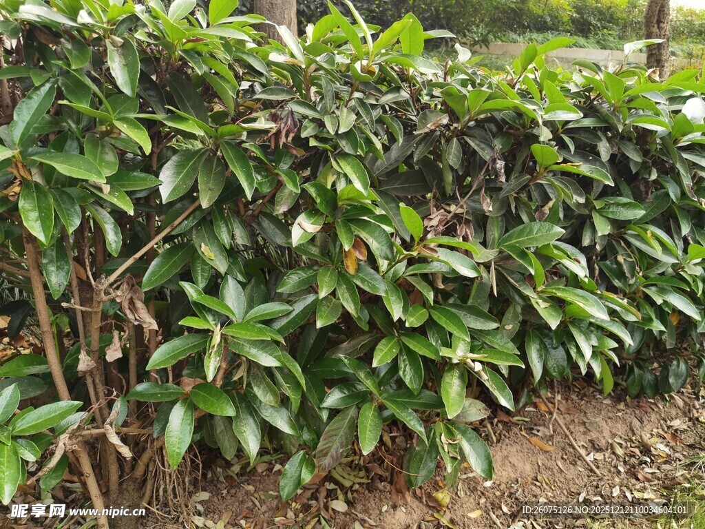 绿叶繁茂的灌木丛