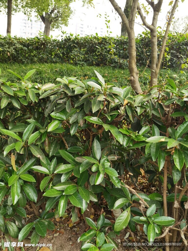 绿意盎然的灌木丛景观