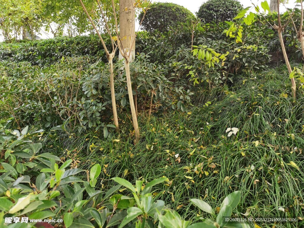 繁茂绿植景观