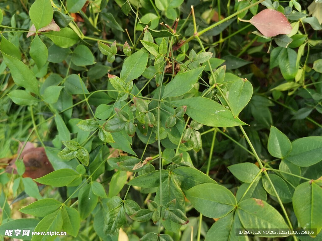 绿叶间的植物景象