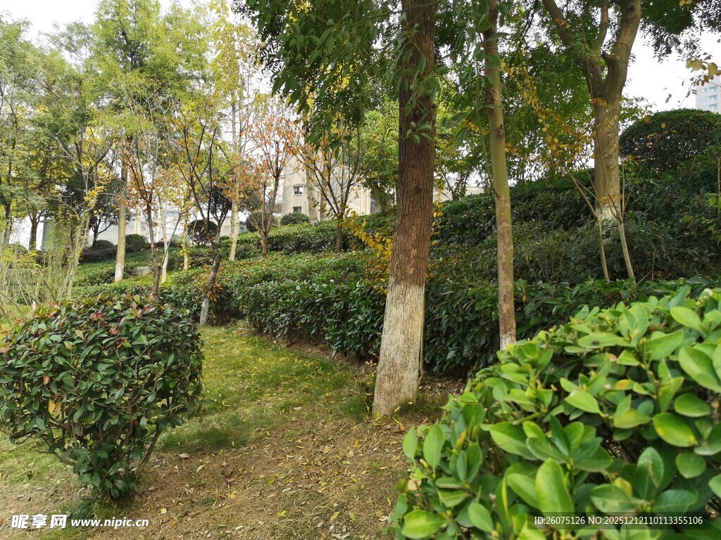 绿意盎然的园林景观