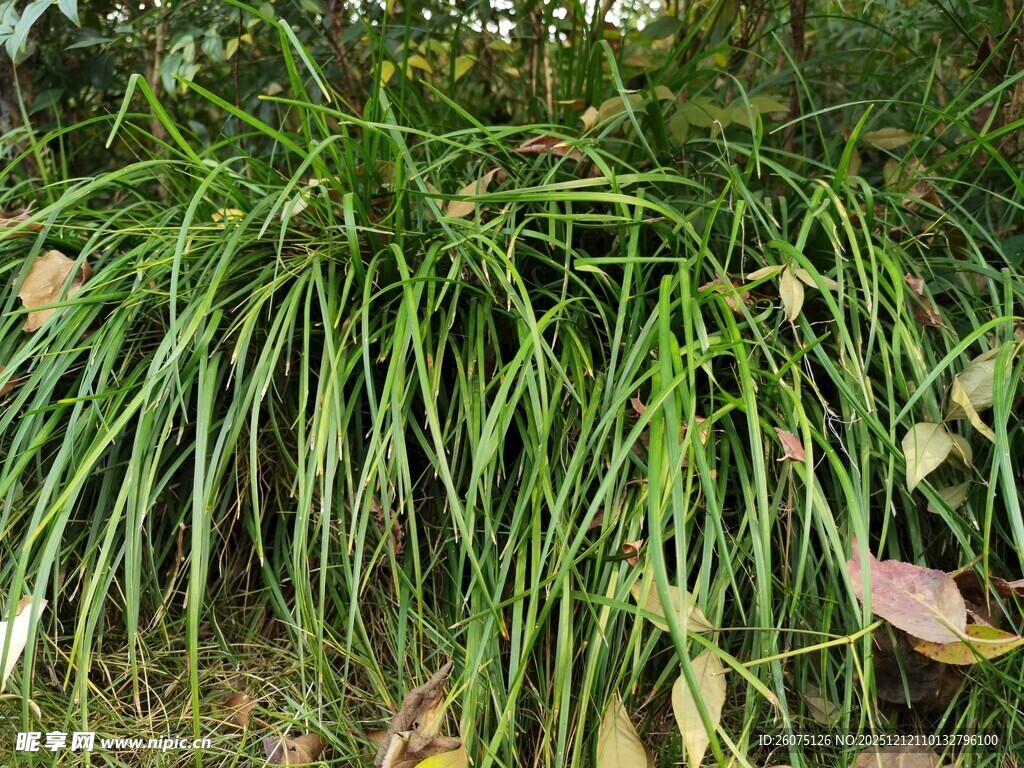 茂密丛生的绿色长叶植物