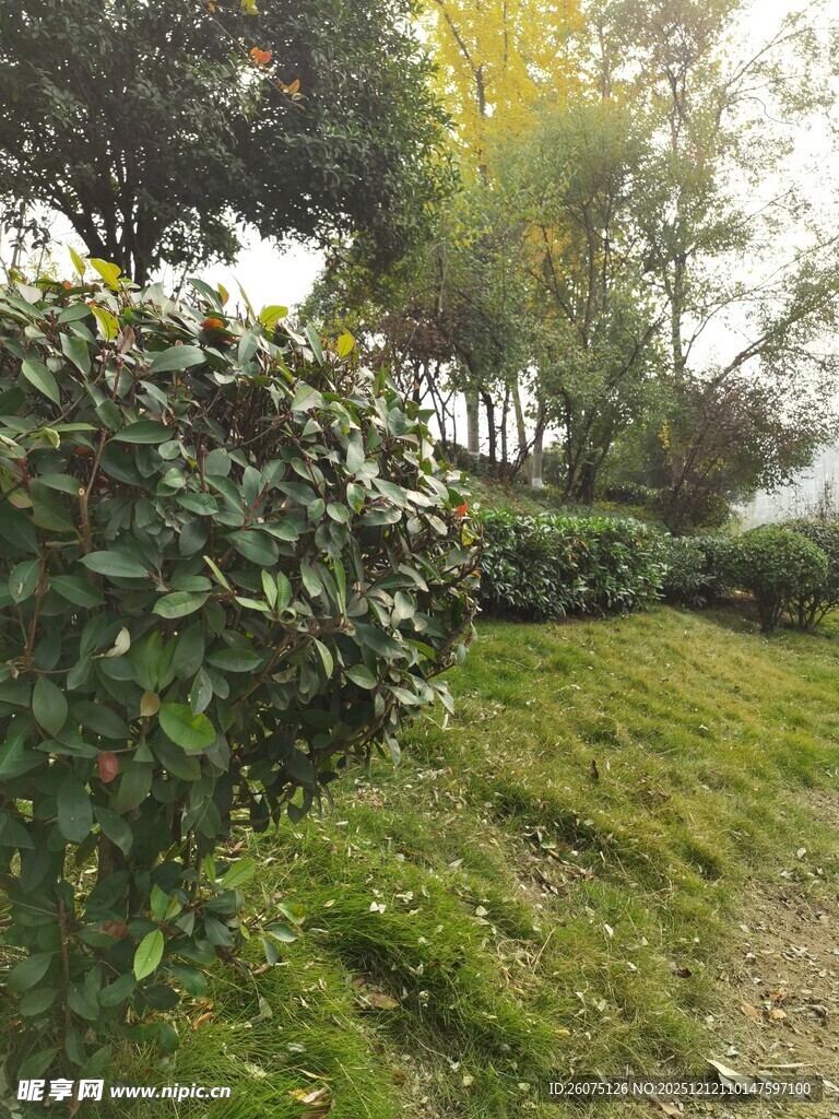 绿意盎然的园林景观