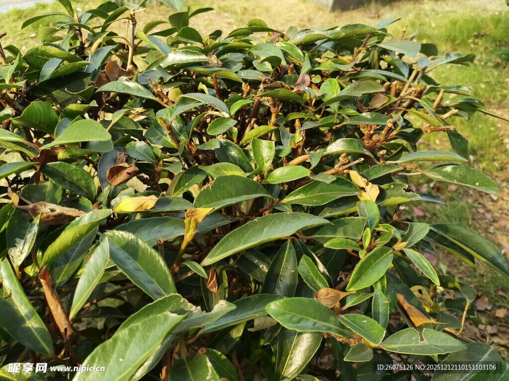 绿叶繁茂的植物景观