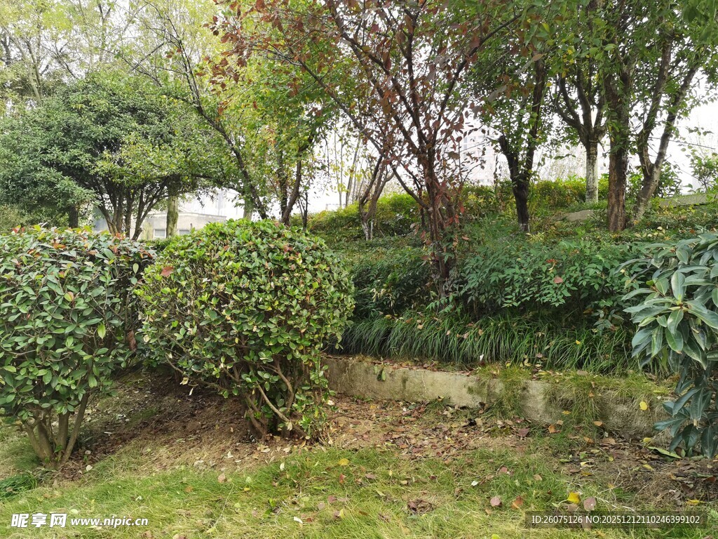 绿意盎然的园林景观