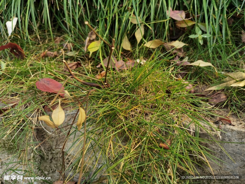 自然景观中的绿植与树桩