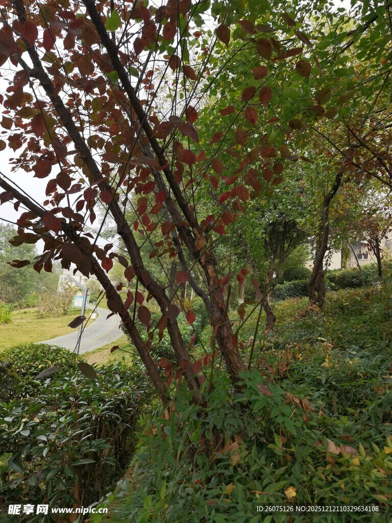 秋日林间繁茂树木景致