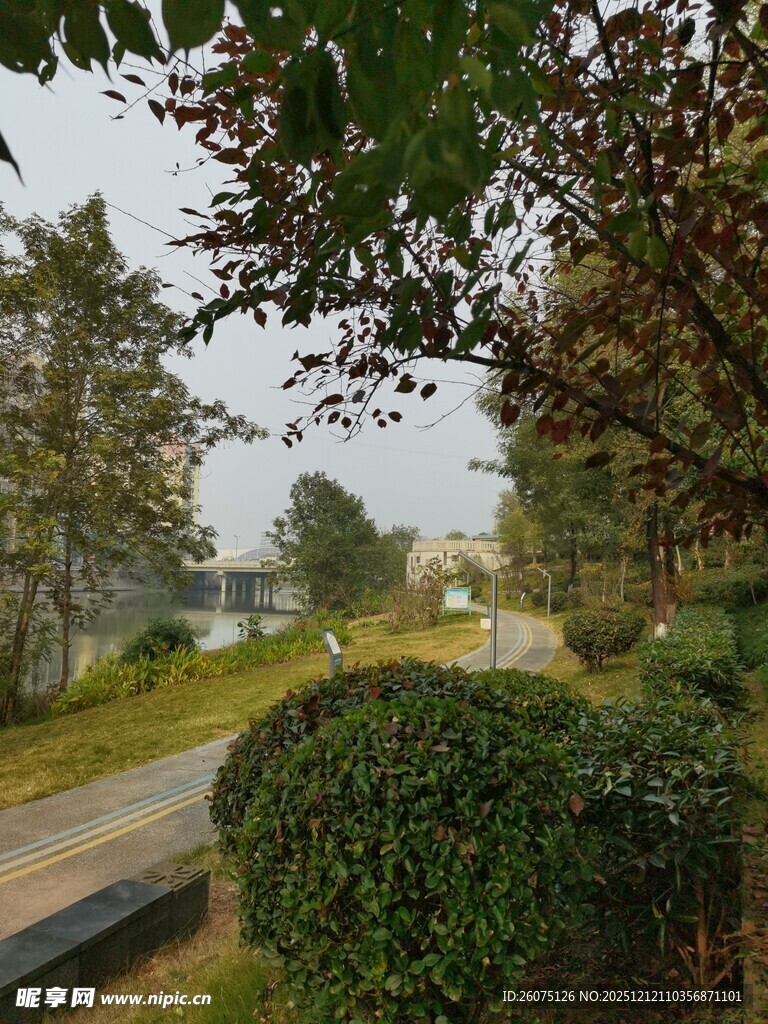 户外林荫小道风景