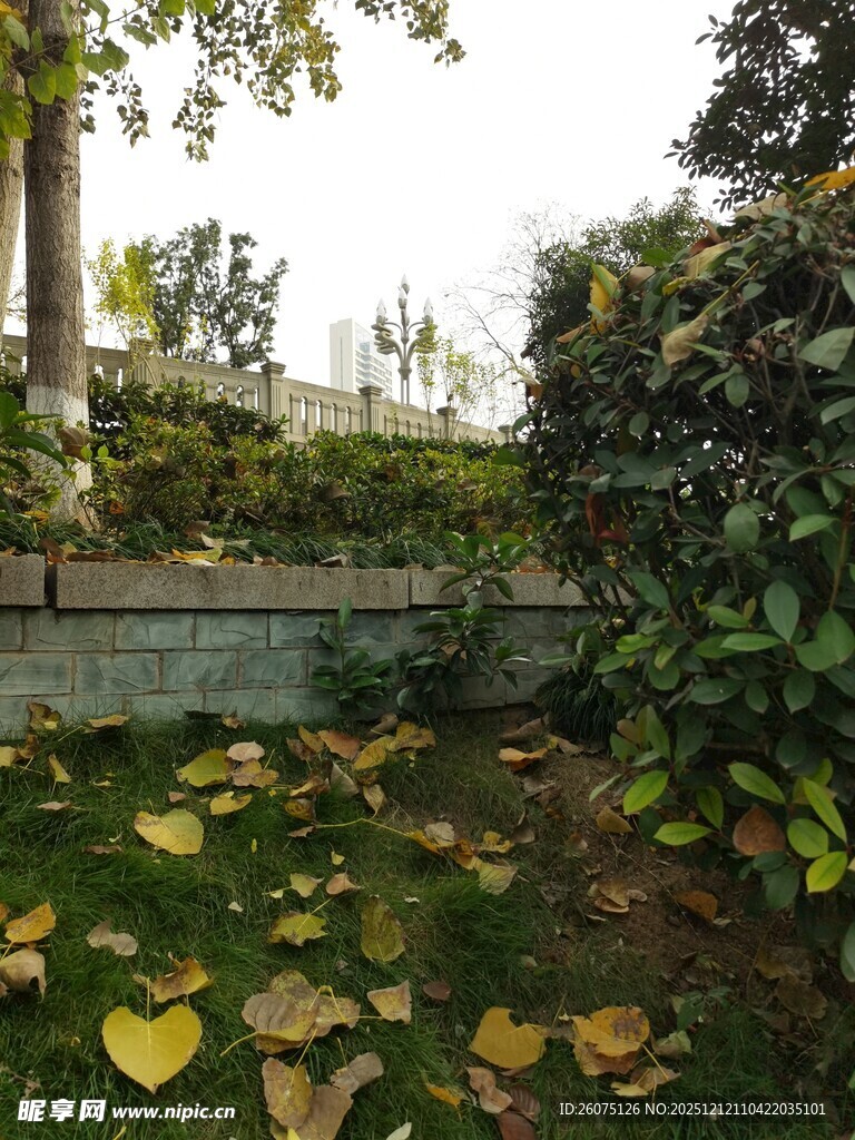 秋日庭院落叶景致
