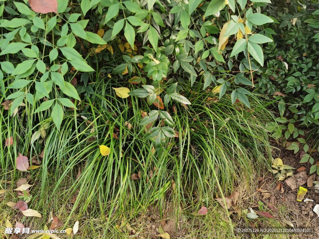 绿叶丛中的零星小花