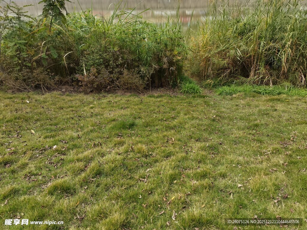 户外草地与茂盛植被景观