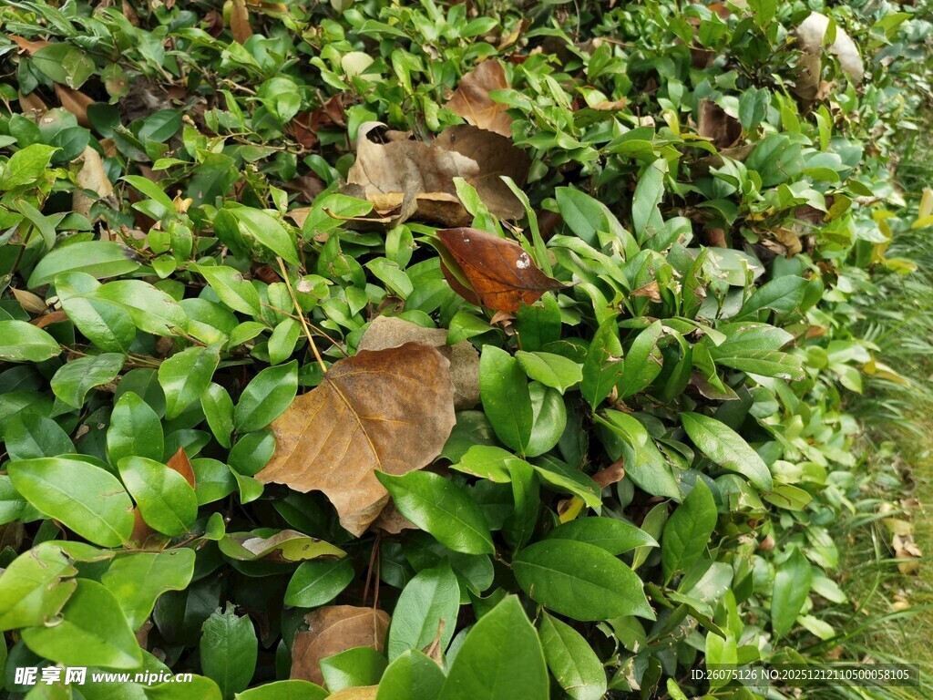 绿叶丛中的枯黄落叶