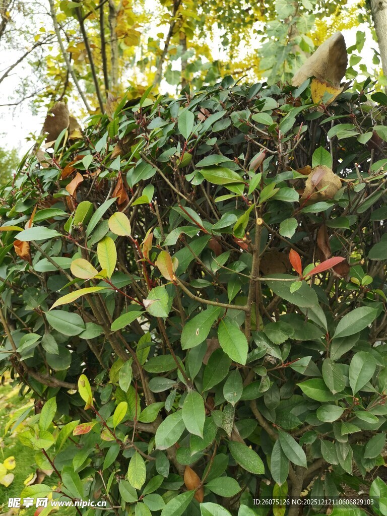 绿叶繁茂的灌木丛