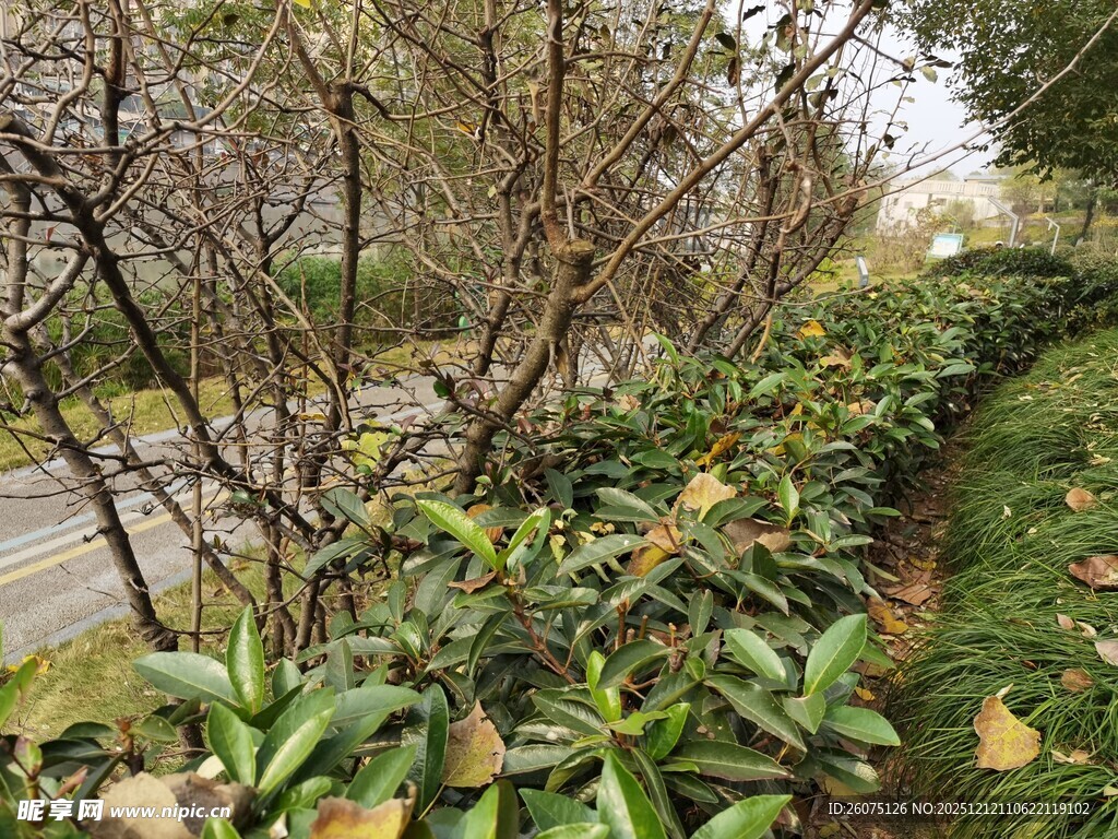 路边绿植花卉景观