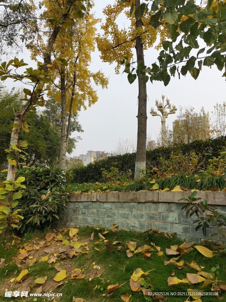 秋日园林落叶景致