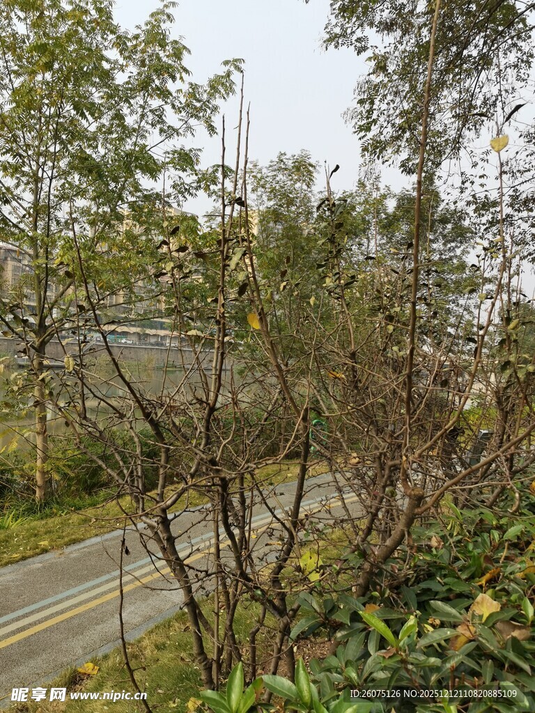 林间小径旁的绿植景观