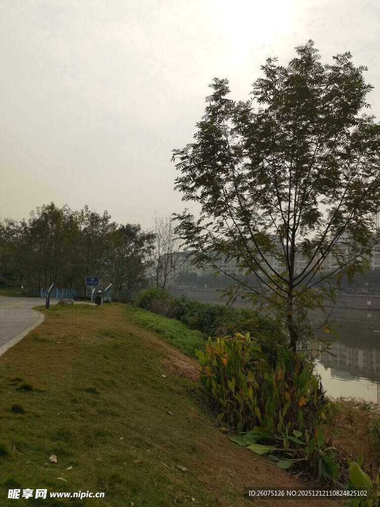 河畔绿树成荫的宁静景致