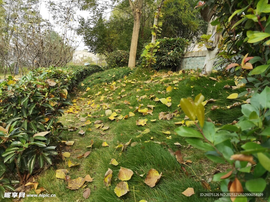 秋日小径落叶铺就的诗意