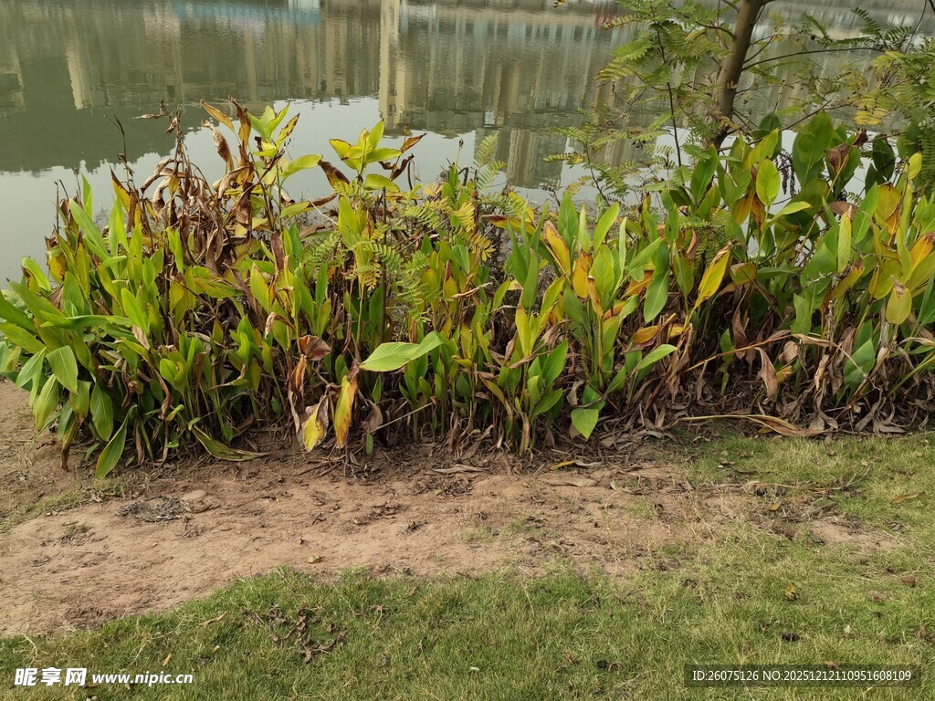 岸边绿植景观