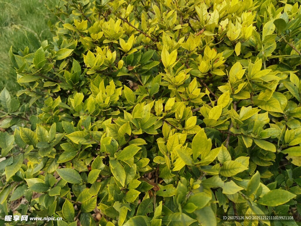 翠绿繁茂的黄色植物景观