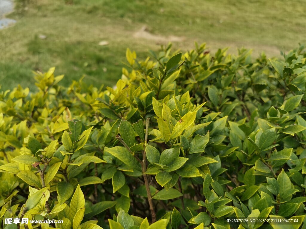 翠绿繁茂的灌木丛