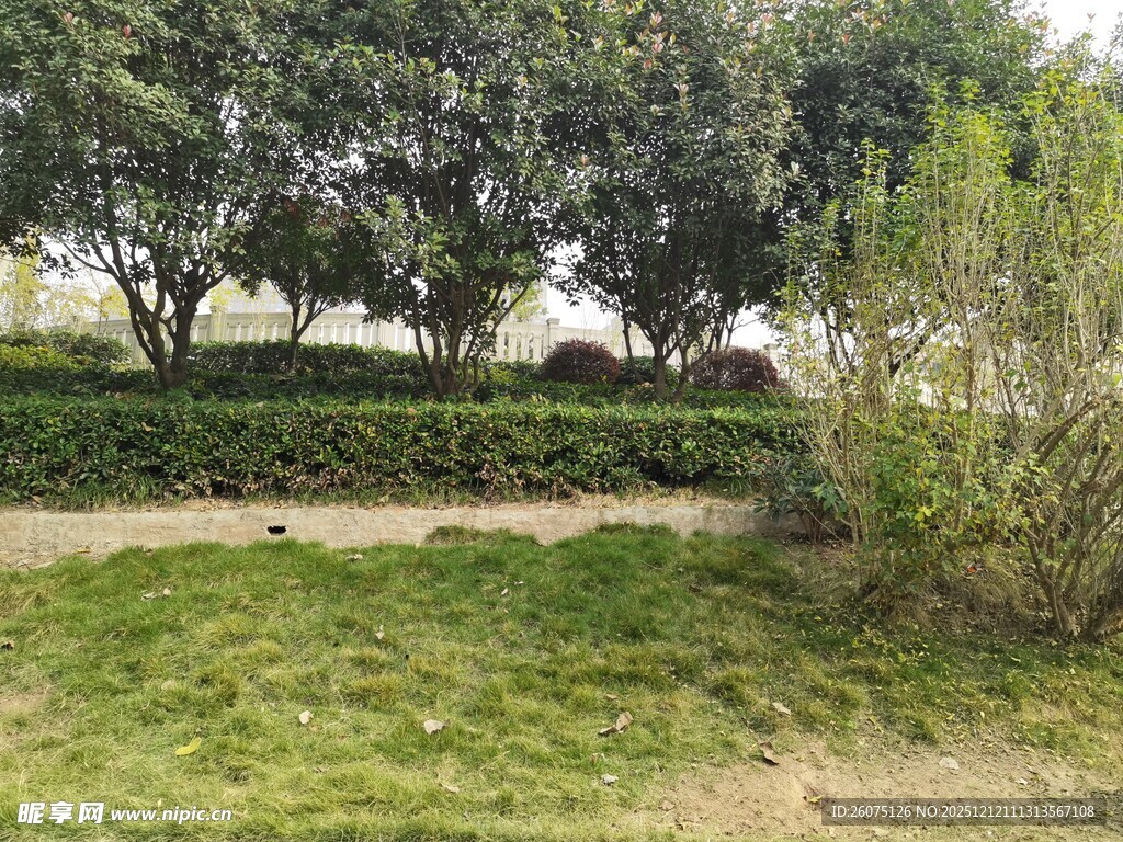 绿意盎然的户外草地景观